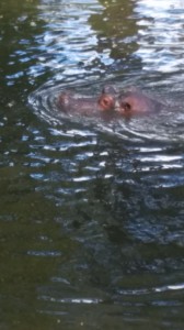 A Hippo Swims - Versestravel.wordpress.com