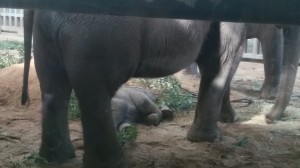 The Baby Elephant Snoozes - Versestravel.wordpress.com